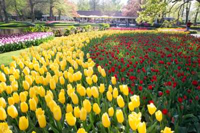 keukenhof2019/_MG_9572-web.jpg