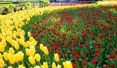 keukenhof2019/_MG_9573-web.jpg