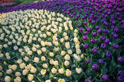 keukenhof2019/_MG_9585-web.jpg