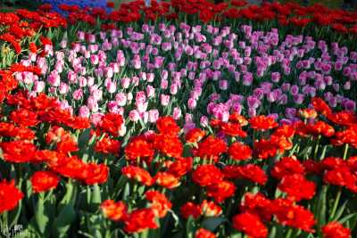 keukenhof2019/_MG_9592-web.jpg