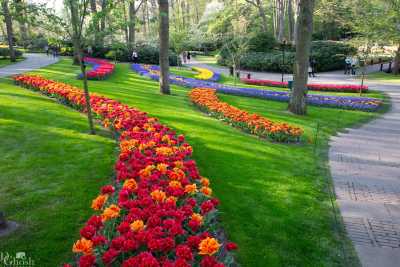 keukenhof2019/_MG_9612-web.jpg