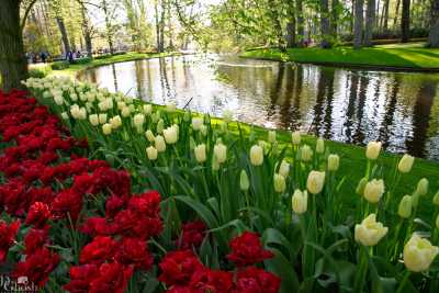 keukenhof2019/_MG_9628-web.jpg