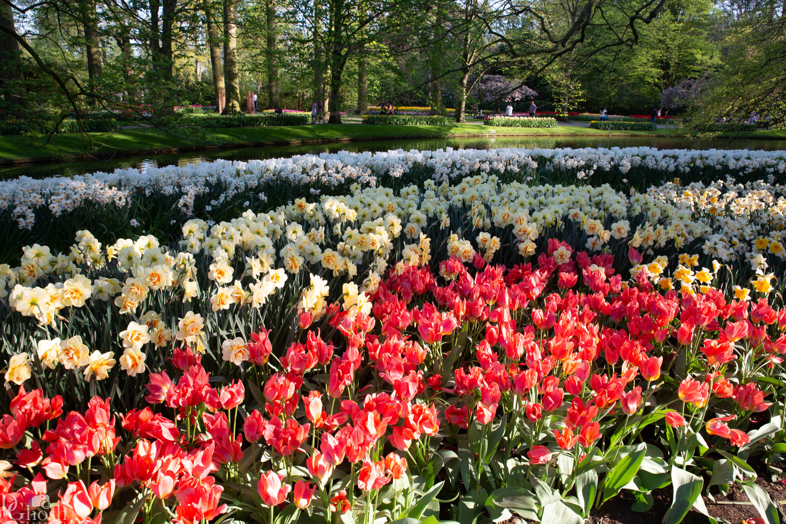 keukenhof2019/_MG_9631-web.jpg