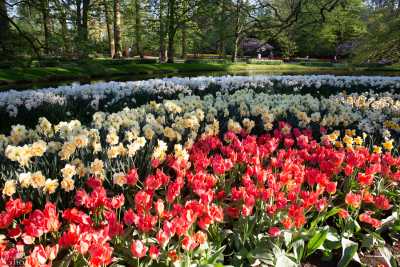 keukenhof2019/_MG_9631-web.jpg