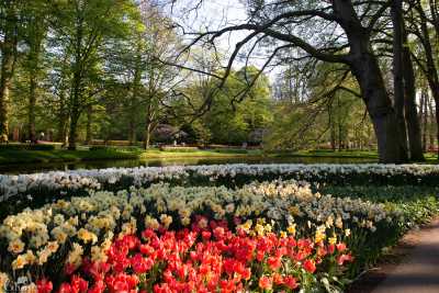 keukenhof2019/_MG_9632-web.jpg