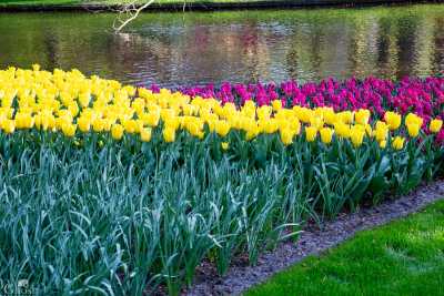 keukenhof2019/_MG_9634-web.jpg