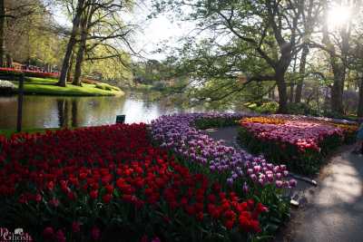 keukenhof2019/_MG_9639-web.jpg