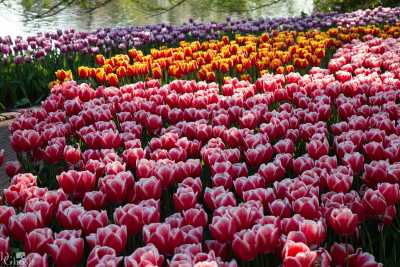 keukenhof2019/_MG_9641-web.jpg