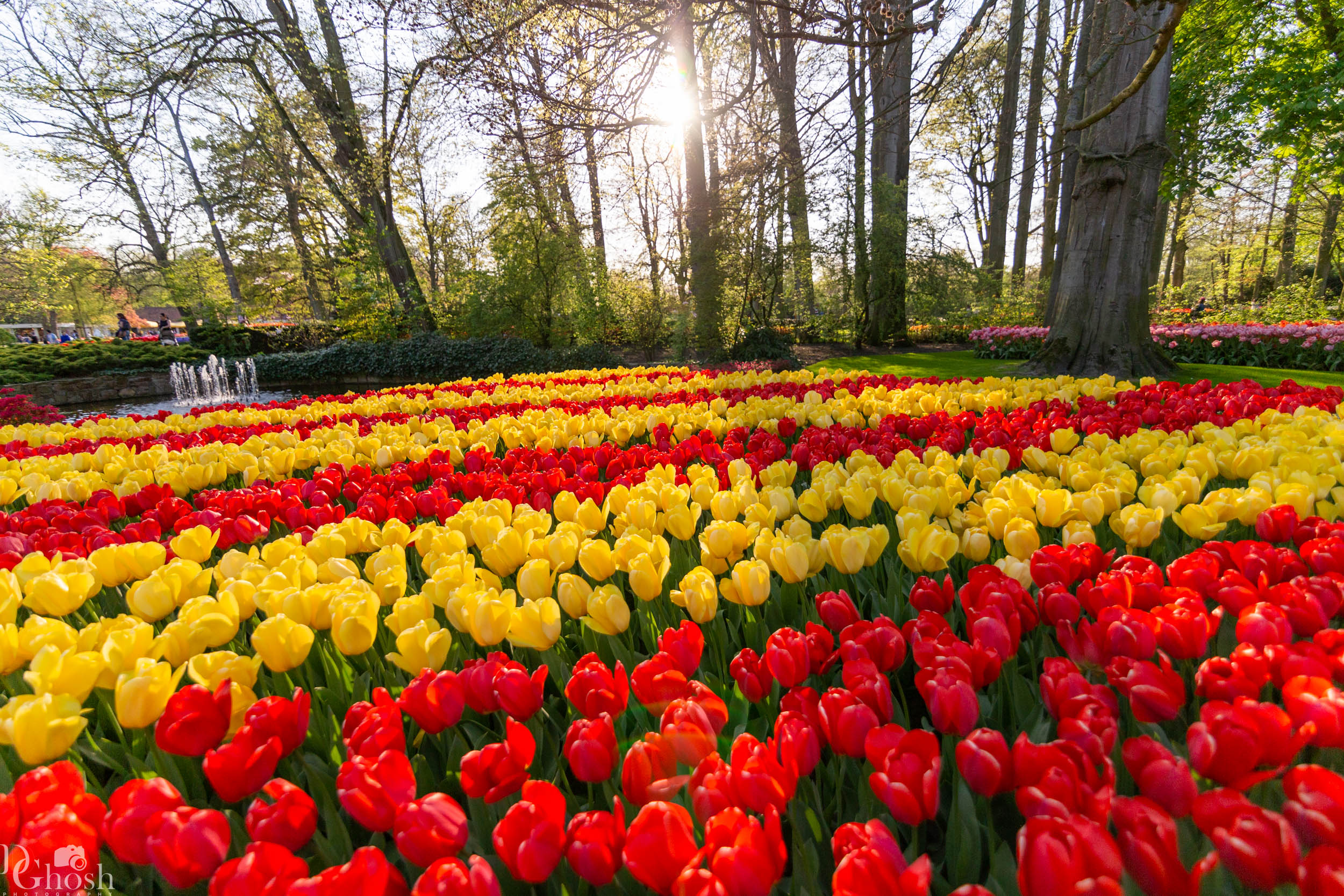 keukenhof2019/_MG_9667-web.jpg