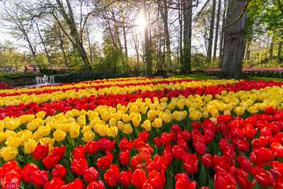 keukenhof2019/_MG_9667-web.jpg