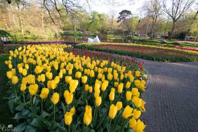 keukenhof2019/_MG_9696-web.jpg