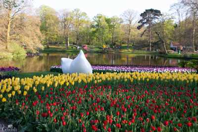 keukenhof2019/_MG_9715-web.jpg