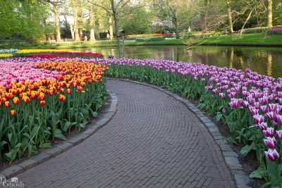 keukenhof2019/_MG_9772-web.jpg