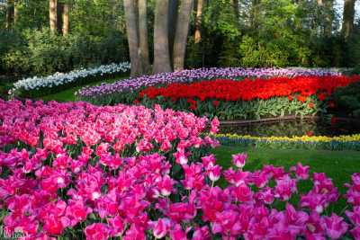 keukenhof2019/_MG_9777-web.jpg