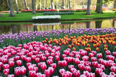 keukenhof2019/_MG_9783-web.jpg