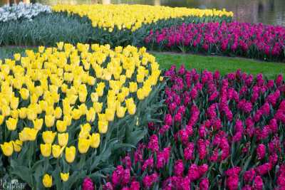 keukenhof2019/_MG_9787-web.jpg