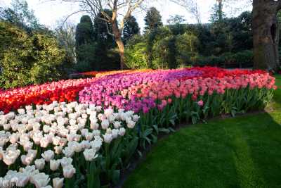 keukenhof2019/_MG_9797-web.jpg