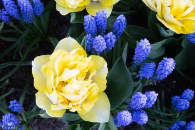 keukenhof2019/_MG_9815-web.jpg