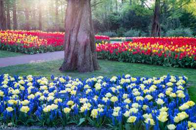 keukenhof2019/_MG_9828-web.jpg