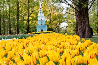 keukenhof2019/_MG_9833-web.jpg