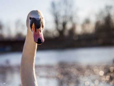 tierpark_swans-069.jpg