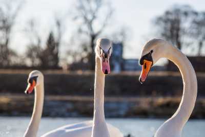 tierpark_swans-075.jpg