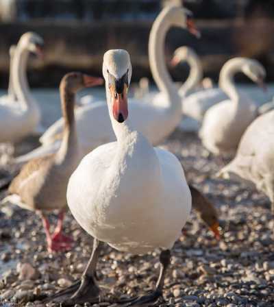 tierpark_swans-077.jpg