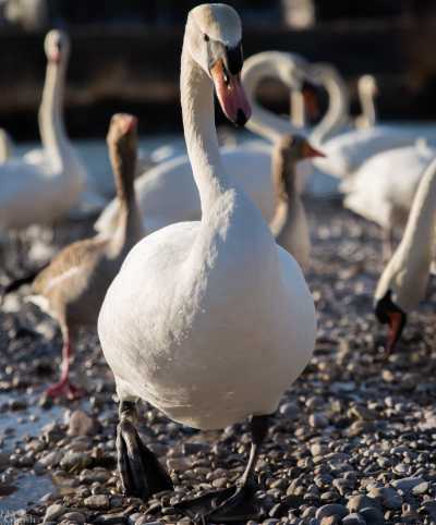 tierpark_swans-078.jpg