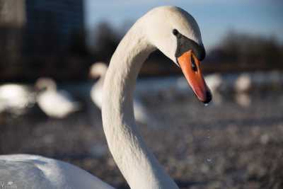 tierpark_swans-087.jpg