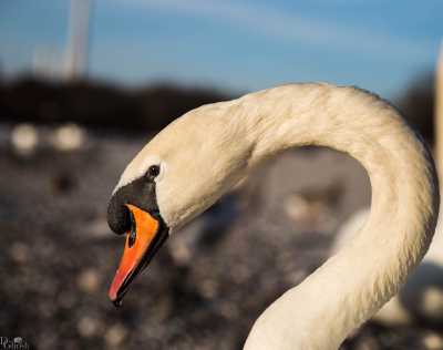 tierpark_swans-091.jpg