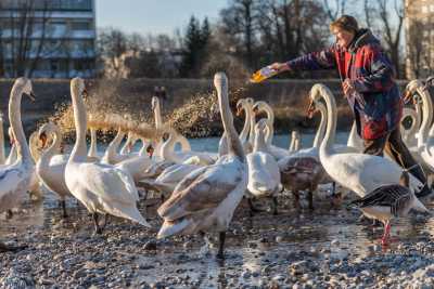 tierpark_swans-131.jpg