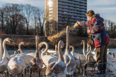 tierpark_swans-136.jpg