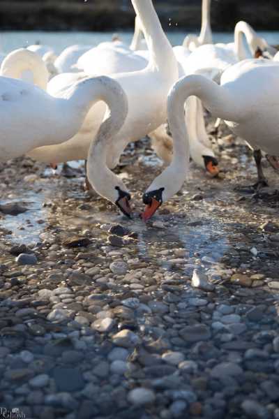 tierpark_swans-145.jpg