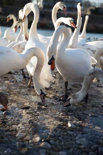 tierpark_swans-153.jpg