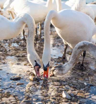 tierpark_swans-156.jpg