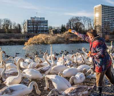 tierpark_swans-162.jpg