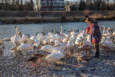 tierpark_swans-166.jpg