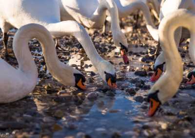 tierpark_swans-180.jpg