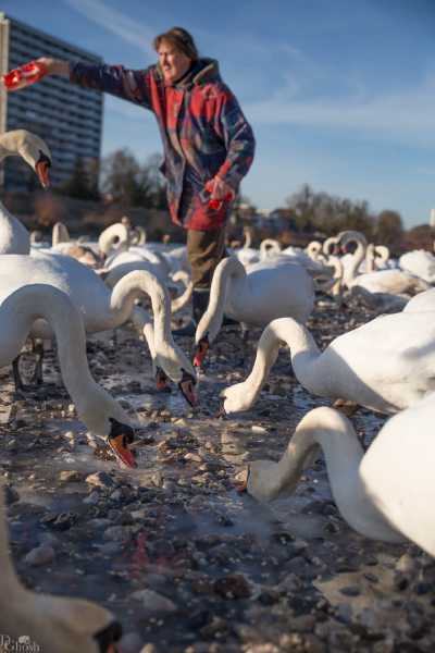 tierpark_swans-206.jpg