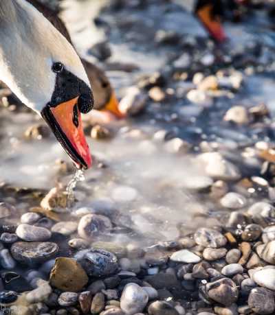 tierpark_swans-216.jpg