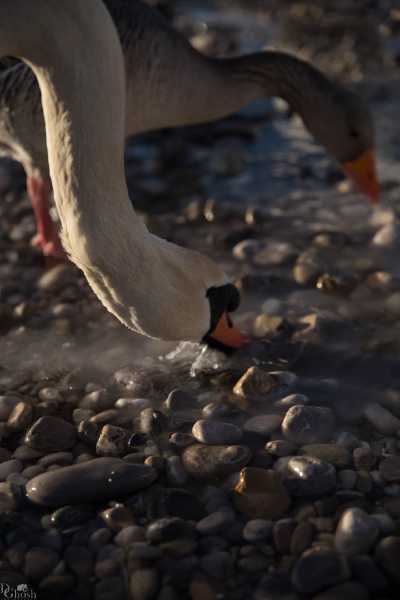 tierpark_swans-226.jpg