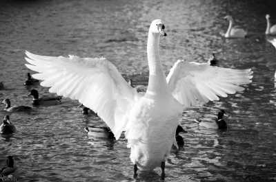 tierpark_swans-246-Edit.jpg