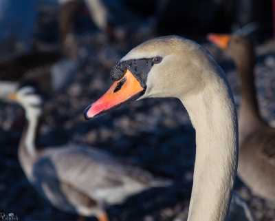 tierpark_swans-252.jpg