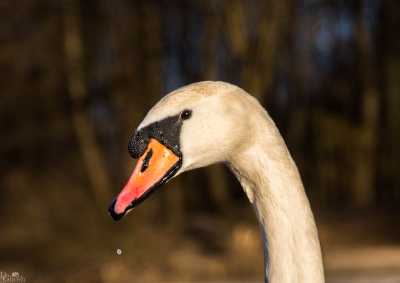 tierpark_swans-265-2.jpg