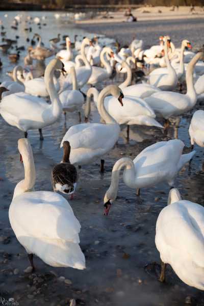 tierpark_swans-270.jpg