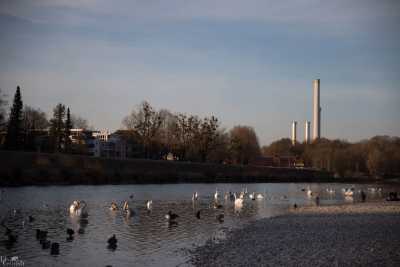 tierpark_swans-272.jpg