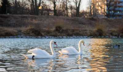 tierpark_swans-298.jpg