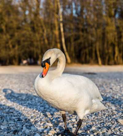 tierpark_swans-309.jpg