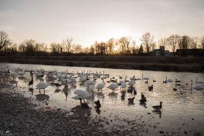 tierpark_swans-336.jpg