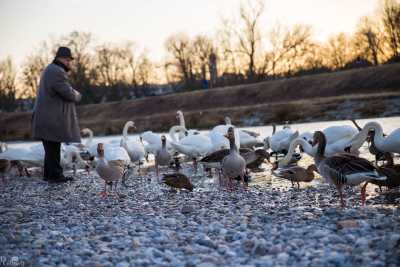 tierpark_swans-371.jpg